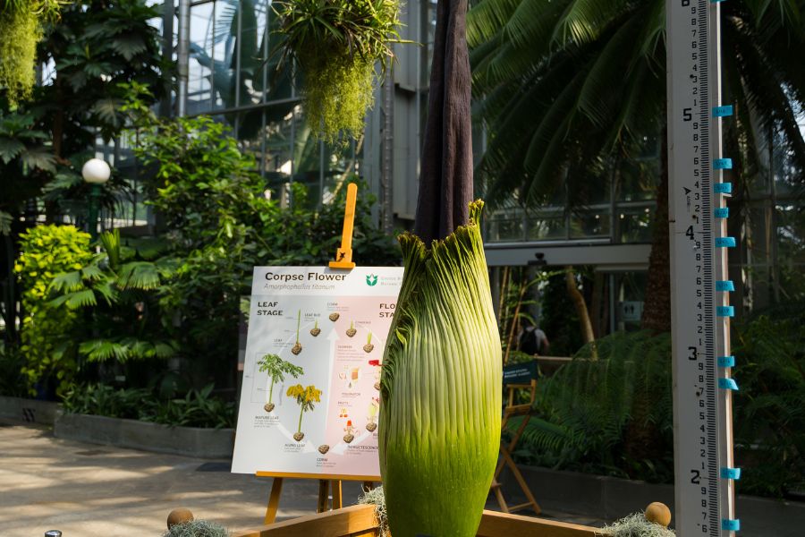 U.S. Botanic Garden Corpse Flower