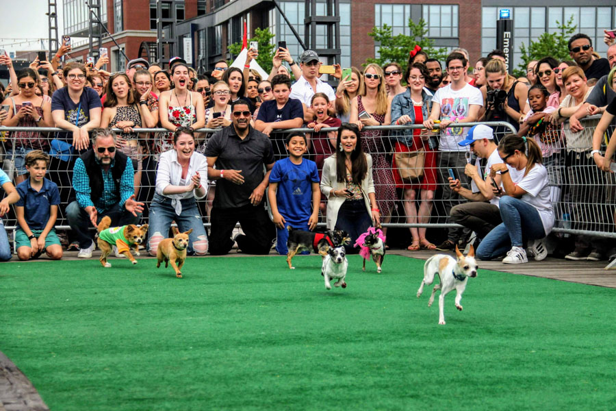 Running of the Chihuahuas