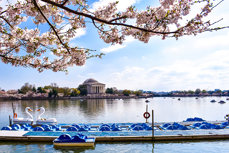 Cherry Blossoms in bloom at Tidal Basin