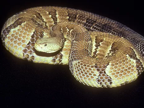 Timber rattlesnake at the National Zoo